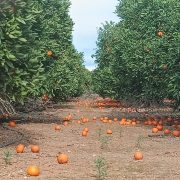 La Unió cuantifica pérdidas de más de 26 millones de euros en el campo valenciano por el viento