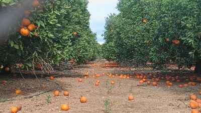 La Unió cuantifica pérdidas de más de 26 millones de euros en el campo valenciano por el viento