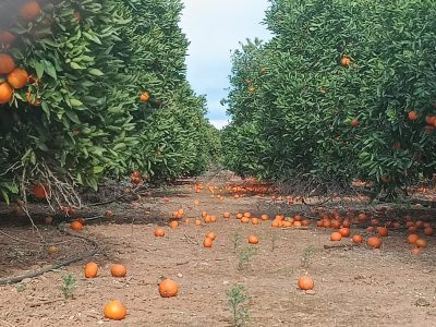 La Unió cuantifica pérdidas de más de 26 millones de euros en el campo valenciano por el viento