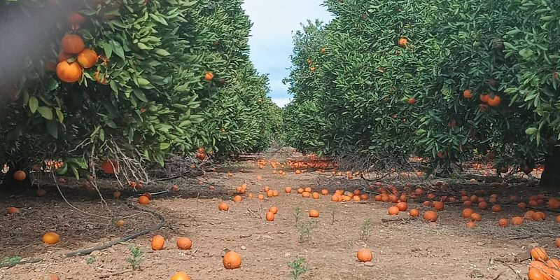 La Unió cuantifica pérdidas de más de 26 millones de euros en el campo valenciano por el viento