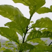 LA UNIÓ alerta del virus de la clorosis amarilla en cítricos de la Comunidad Valenciana