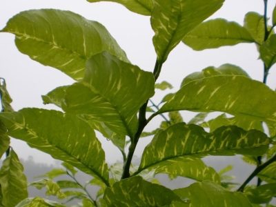 LA UNIÓ alerta del virus de la clorosis amarilla en cítricos de la Comunidad Valenciana