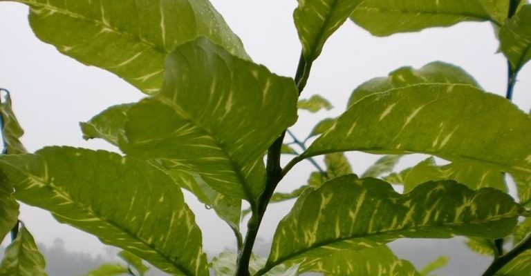 LA UNIÓ alerta del virus de la clorosis amarilla en cítricos de la Comunidad Valenciana