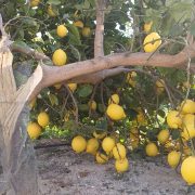 ASAJA alerta de los daños sufridos en los cultivos por los fuertes vientos