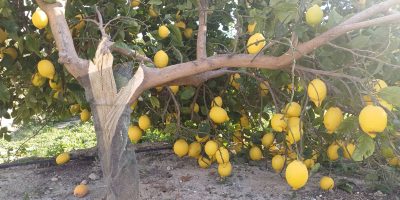 ASAJA alerta de los daños sufridos en los cultivos por los fuertes vientos