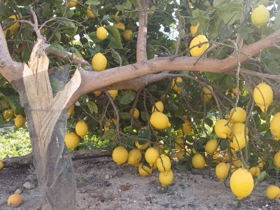 ASAJA alerta de los daños sufridos en los cultivos por los fuertes vientos